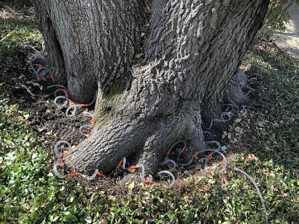 Detailed Tree Cabling and Bracing job site in Helena